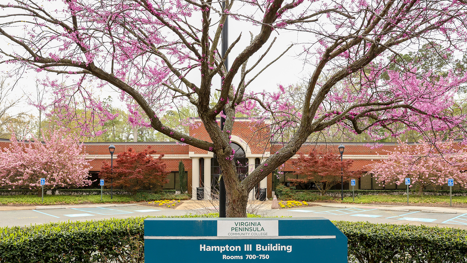 Feature image for the page. Image of the Hampton 3 building in the Spring, with flowering tree.