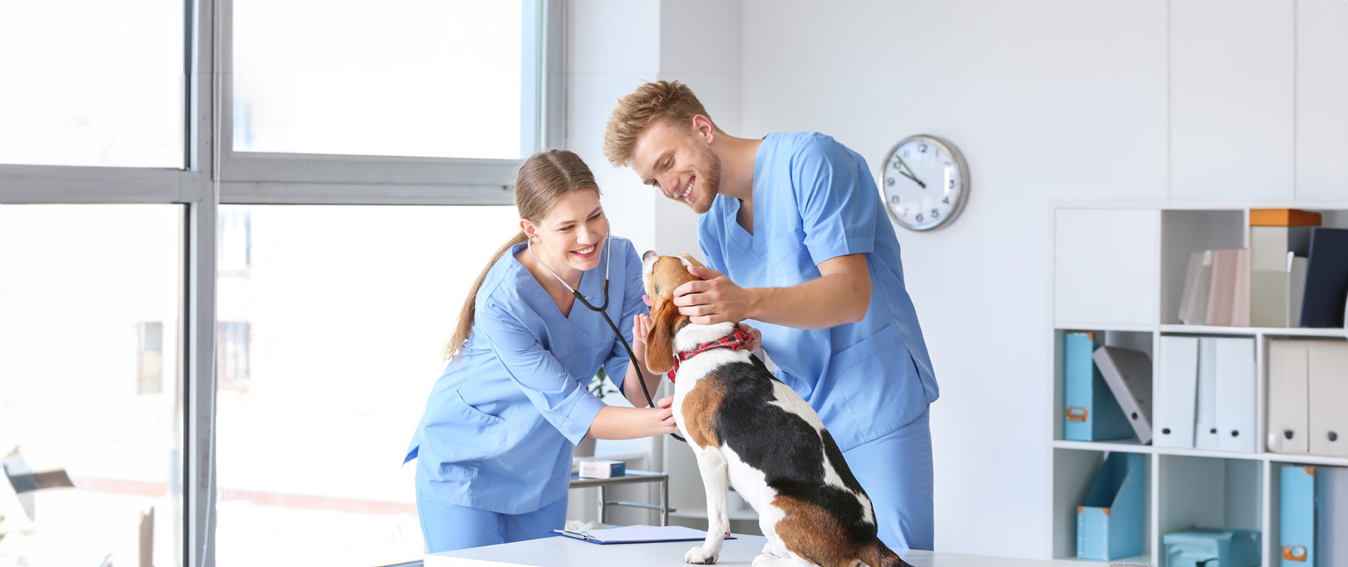 Two vets examining a dog